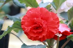 花便り（紅）