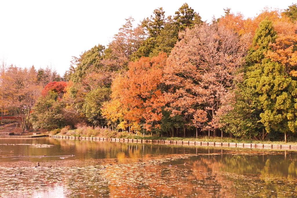 水戸市植物公園5