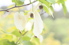 Flower60（ハンカチノキ）