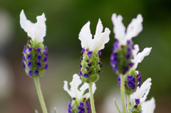 Flower89