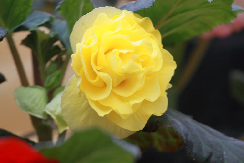 花便り（黄２）JPG