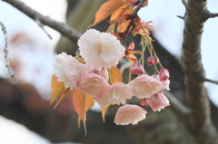 Flower43