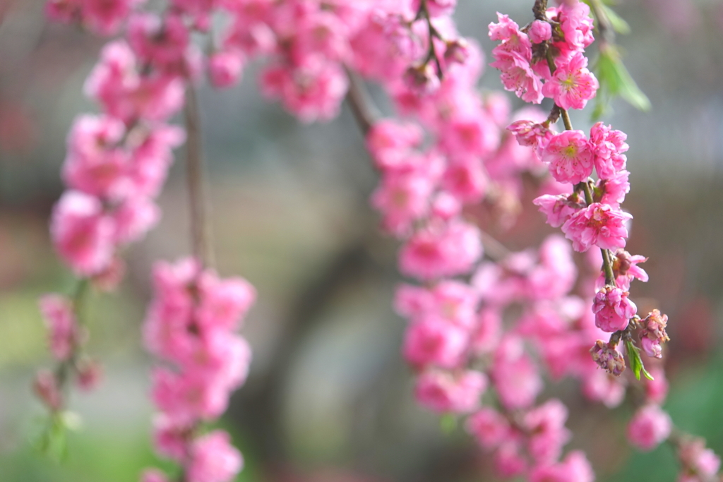 ご近所さん（２）