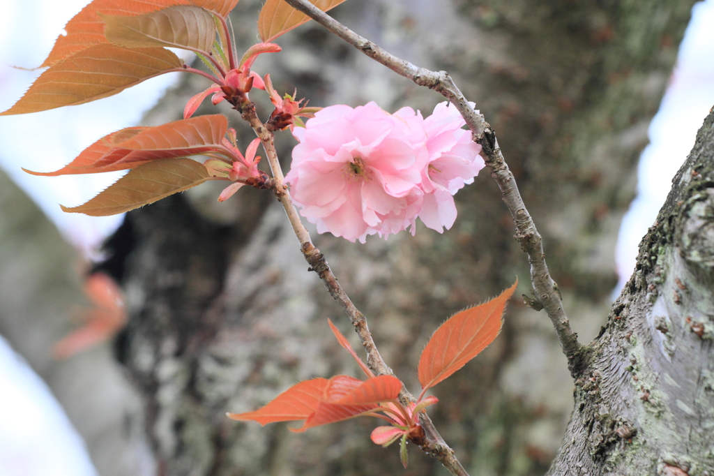 Flower42
