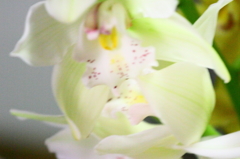 Flower34