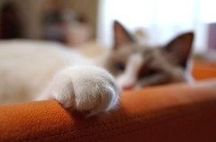 まねきねこ