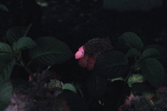 2014_June_紫陽花_07