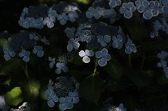 2014_June_紫陽花_01