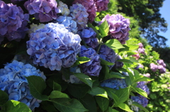 2014_June_紫陽花_05