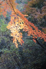 紅葉_13