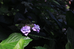 2014_June_紫陽花_04
