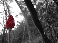 何の花？実？ 