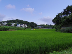 田んぼのある風景