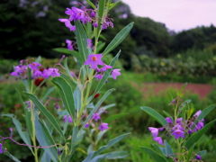 何の花？①