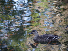 秋深まる中、気持よく。