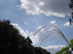 過ぎ去りし夏