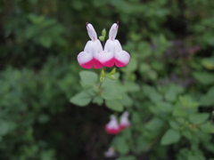 対になってる可憐な花