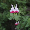 対になってる可憐な花