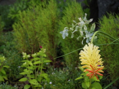 何の花？⑥