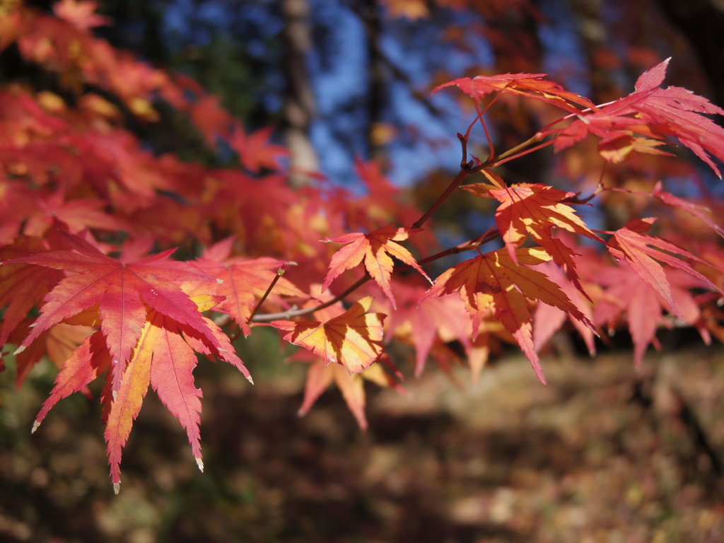 まもなく紅葉も終わりに。