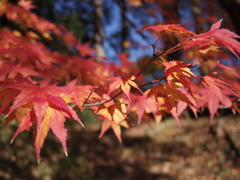 まもなく紅葉も終わりに。