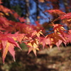 まもなく紅葉も終わりに。