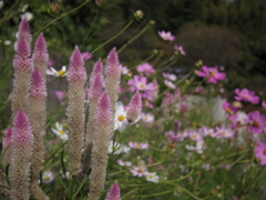 何の花でしょうか