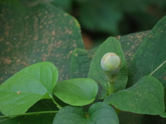 どんな花が咲くでしょうか。