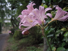 花とセミの抜け殻