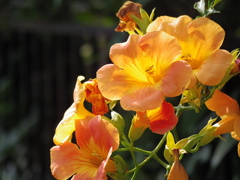 何の花？⑤