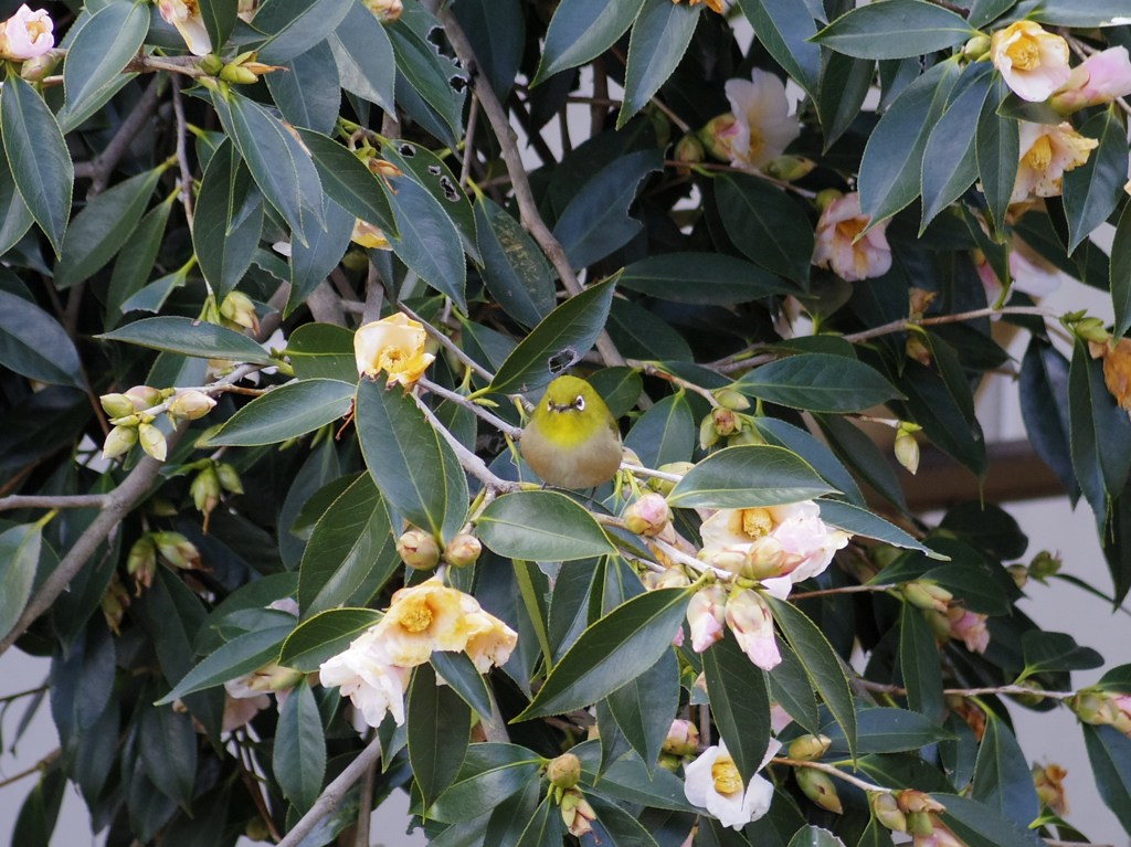 春近し