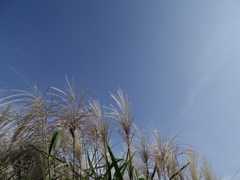 秋の空