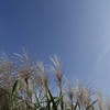 秋の空