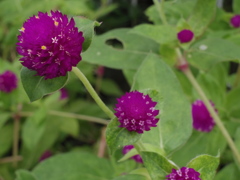 紫部分は花でない？