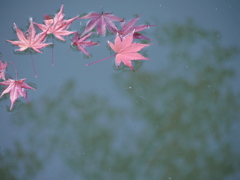 水面に浮かぶモミジたち