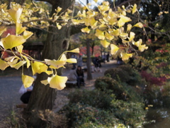 公園のイチョウ①