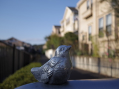 小鳥を見つけた