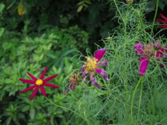 何の花？④