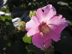 この花がお気に入り