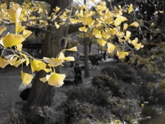 公園のイチョウ①