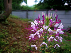 何の花？②