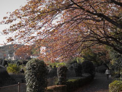 晩秋のある一枚