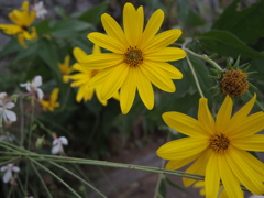 何の花