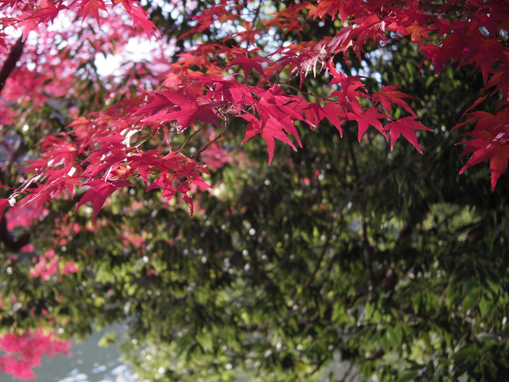 気持ちのいい紅葉狩り