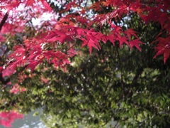 気持ちのいい紅葉狩り