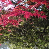 気持ちのいい紅葉狩り