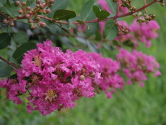 何の花？③