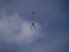 中空で頑張ってます