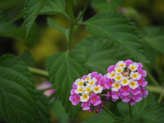 何の花？⑦