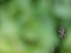 特に何があるわけでもありませんが